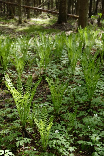 Matteuccia struthiopteris