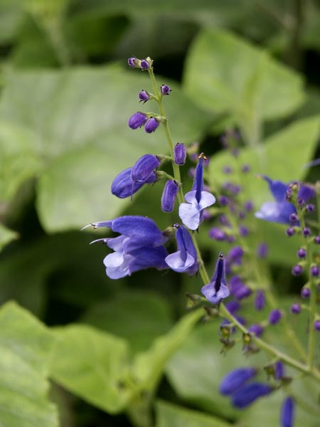 Salvia cacaliifolia