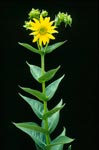 <i>Silphium integrifolium</i>