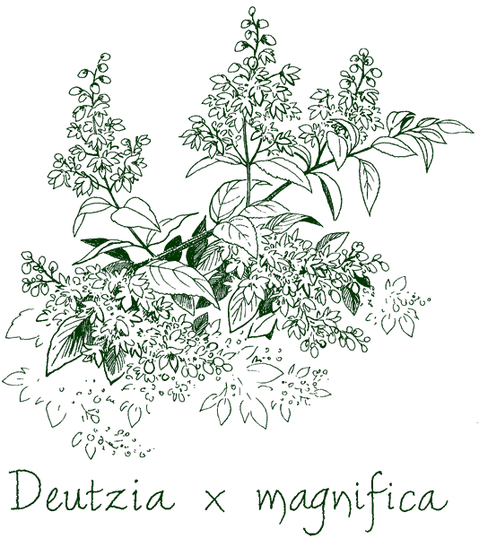 Deutzia magnifica