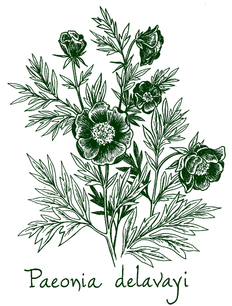 Paeonia delavayi