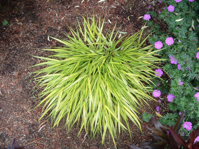 Hakonechloa macra ‘Aureola’