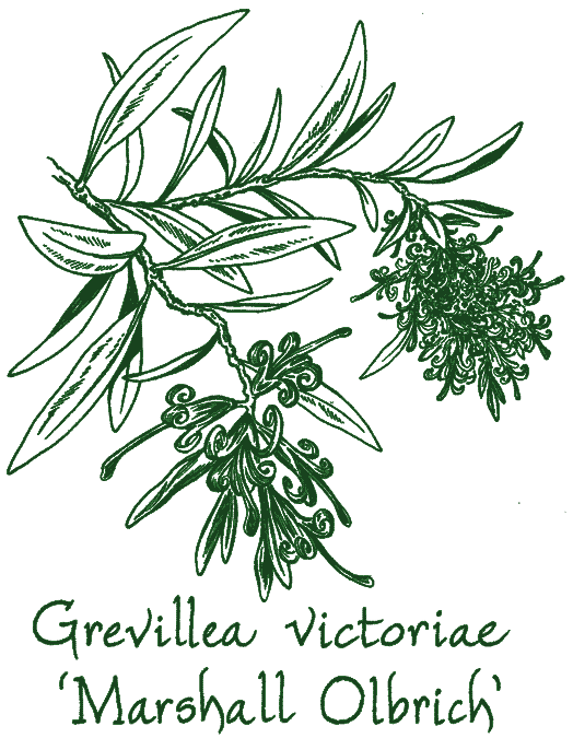 Grevillea victoriae ‘Marshall Olbrich’