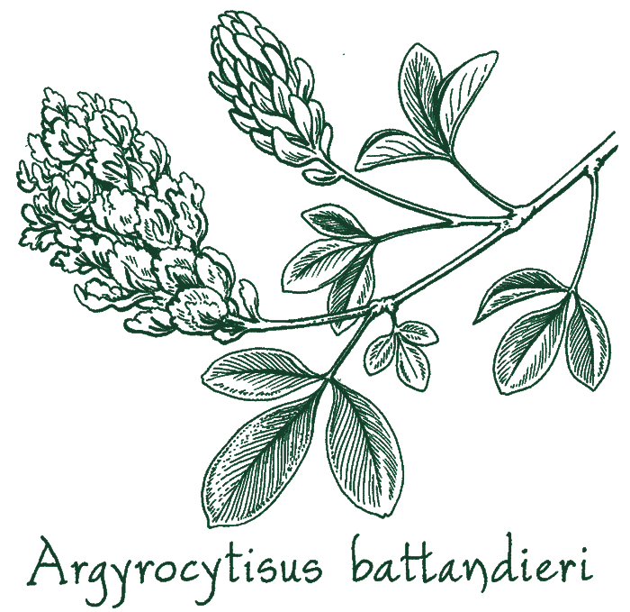 Argyrocytisus battandieri