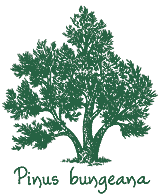 <i>Pinus bungeana</i>