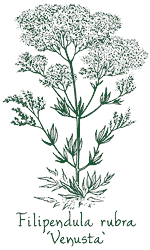 Filipendula rubra ‘Venusta’