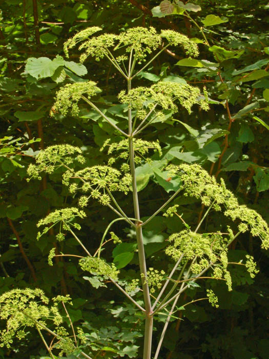 Peucedanum verticillare