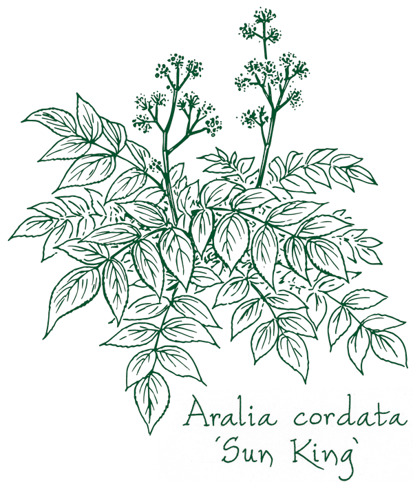 Aralia cordata ‘Sun King’