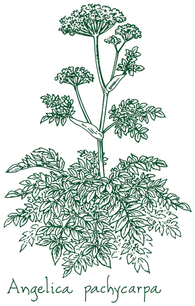 Angelica pachycarpa