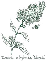 <i>Deutzia</i> ‘Monzia’