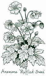 <i>Anemone</i> ‘Ruffled Swan’