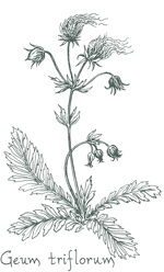 <i>Geum triflorum</i>