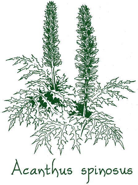 Acanthus spinosus