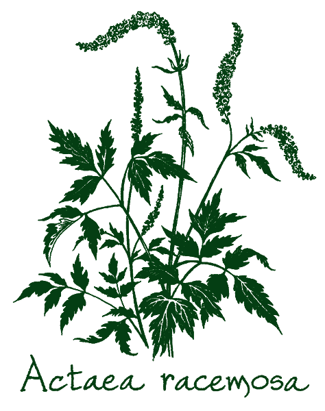 Actaea racemosa