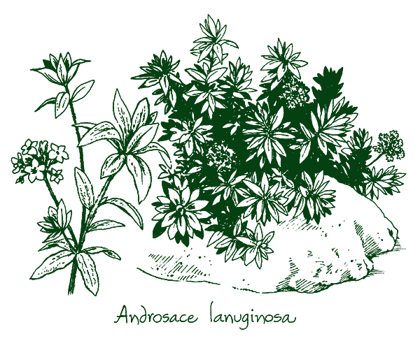 Androsace lanuginosa