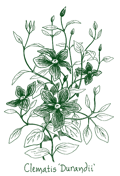 Clematis durandii