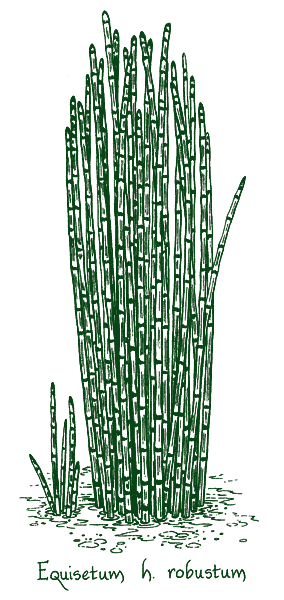 Equisetum hyemale