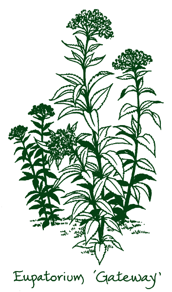 Eupatorium maculatum ‘Gateway’