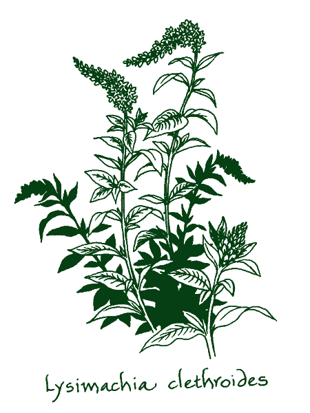 Lysimachia clethroides