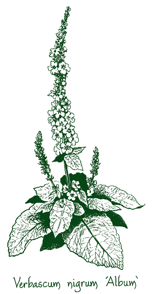 Verbascum nigrum ‘Album’