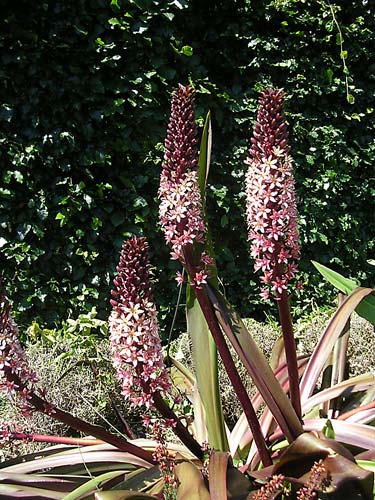 Eucomis comosa ‘Sparkling Burgundy’