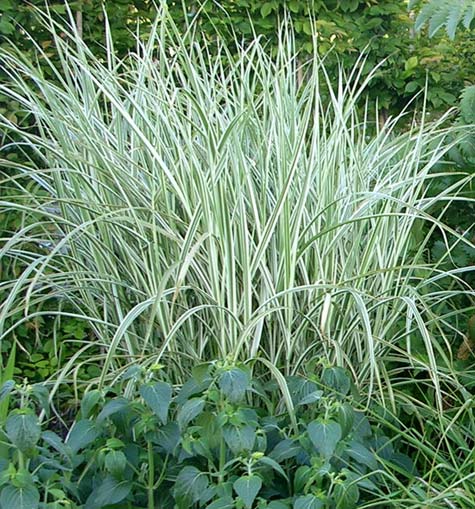 Miscanthus sinensis ‘Rigoletto’