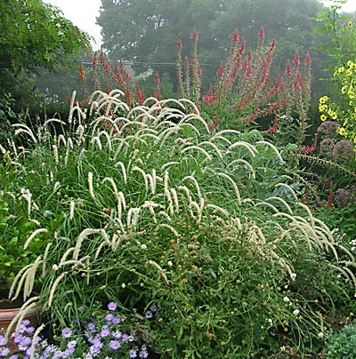 Pennisetum orientale ‘Tall Tails’