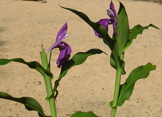 Roscoea auriculata