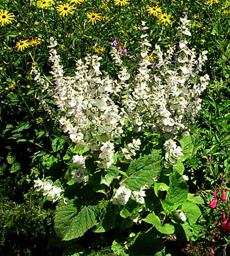 Salvia sclarea ‘Vatican White’