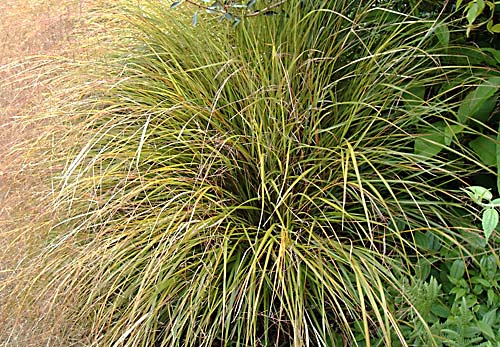 Stipa arundinacea