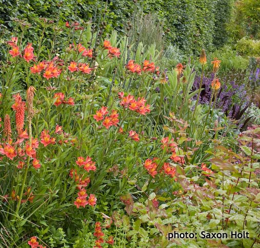 Alstroemeria Princess Victoria