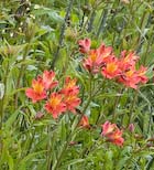 Alstroemeria Princess Victoria