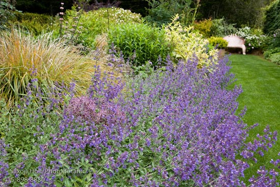 Nepeta racemosa ‘Walkers Low’