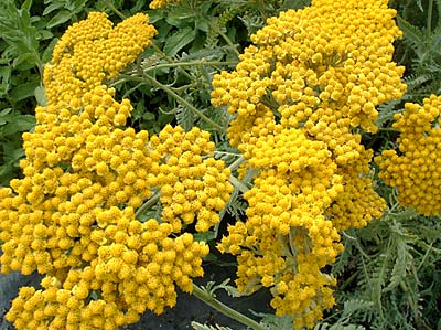 Achillea Coronation Gold