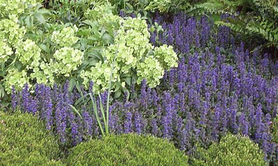 Ajuga reptans Catlin’s Giant