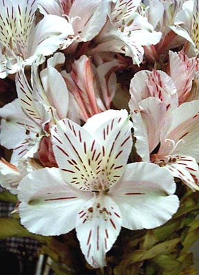 Alstroemeria ‘Casablanca’