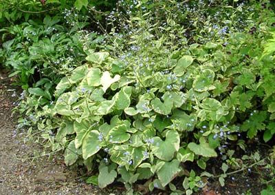 <i>Brunnera macrophylla</i> ‘Hadspen Cream’