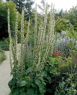 Verbascum nigrum ‘Album’