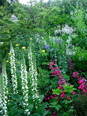 <i>Penstemon</i> ‘Schoenholzeri’