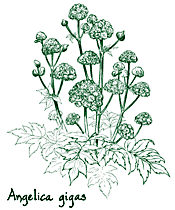 <i>Angelica gigas</i>