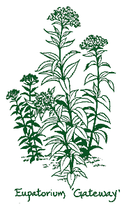 <i>Eupatorium maculatum</i> ‘Gateway’