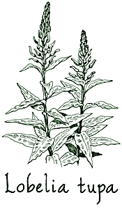 <i>Lobelia tupa</i>