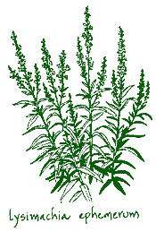 <i>Lysimachia ephemerum</i>