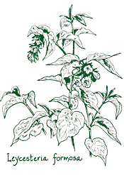 <i>Leycesteria formosa</i>