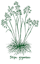 <em>Stipa gigantea</em>  ‘’