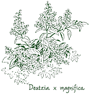 <i>Deutzia</i> x <i>magnifica</i>