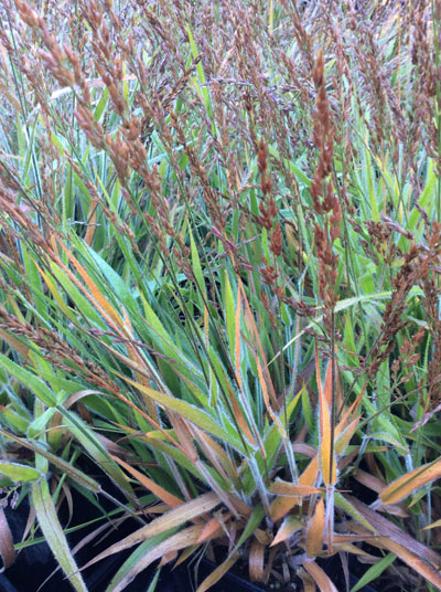 Calamagrostis ‘Cheju-do’