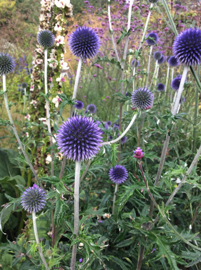 Echinops bannaticus ‘Blue Glow’