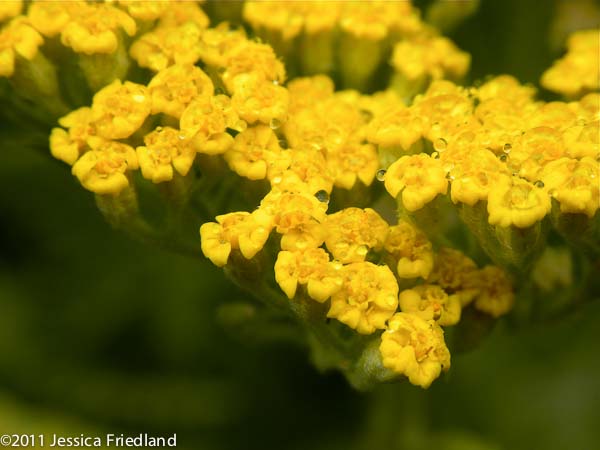 Achillea ‘Coronation Gold’