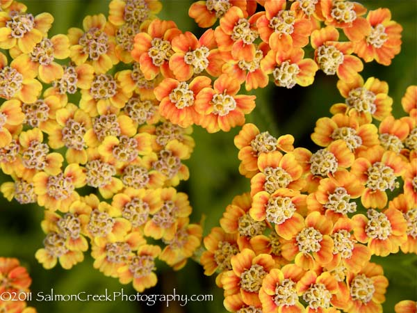 Achillea ‘Inca Gold’